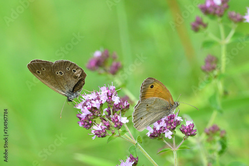 Obraz na płótnie Satyrinae butterfly and bee sitting together on origanum flower w salonie