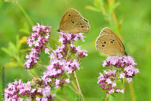 Obraz na płótnie Satyrinae butterflies fly in a meadow full of colorful flowers w salonie