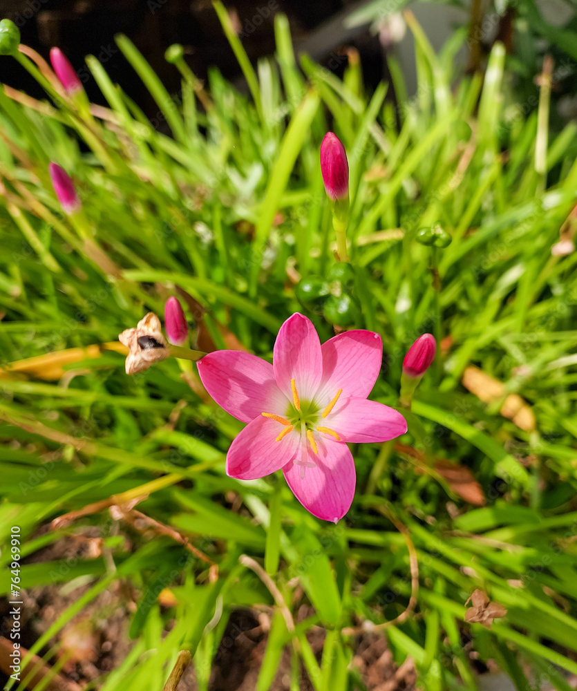 Fototapeta premium Pink flowers blooming in garden, nature photography, natural gardening background, floral wallpaper