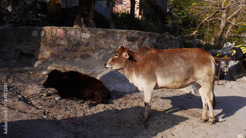 Promenade de vaches sacrées en Inde, dans une ruelle ou près de l'eau, sur une plage, respect religieuse et croyance de l'animal, attraction animalière et touristique du pays, marche et visite local,  © Nicolas Vignot