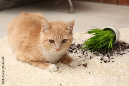Fototapeta Naklejka Na Ścianę i Meble -  Cute ginger cat near overturned houseplant on carpet at home