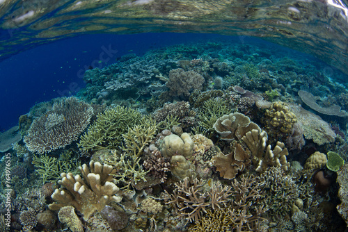 Corals compete for space to grow on a shallow, biodiverse reef in Raja Ampat, Indonesia. This tropical region is known as the heart of the Coral Triangle due to its incredible marine biodiversity.