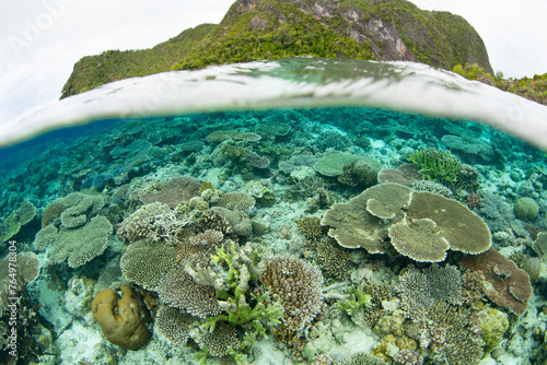 Corals compete for space to grow on a shallow, biodiverse reef in Raja Ampat, Indonesia. This tropical region is known as the heart of the Coral Triangle due to its incredible marine biodiversity. © ead72
