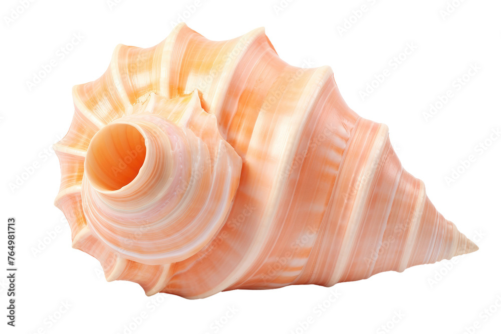 Ethereal Elegance: A Majestic Sea Shell Rests on a Pure White Canvas. Ethereal Elegance: A Majestic Sea Shell Rests on a Pure White Canvas.