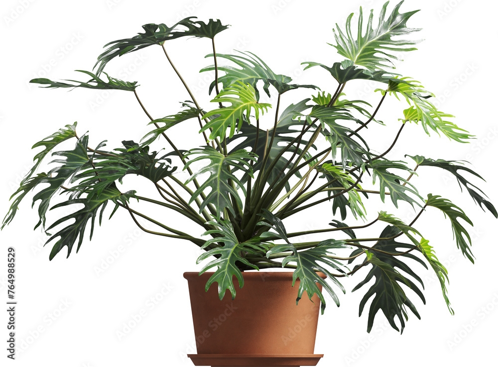 Obraz premium Side view of potted houseplant - split-leaf philodendron