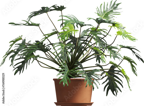 Side view of potted houseplant - split-leaf philodendron