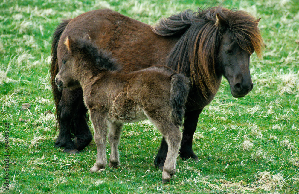 Poney des Shetland,