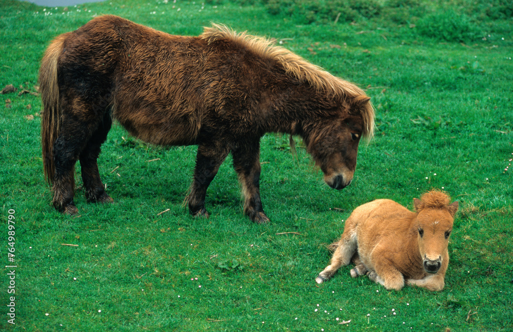Fototapeta premium Poney des Shetland,