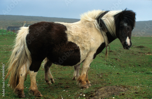 Poney des Shetland, © JAG IMAGES