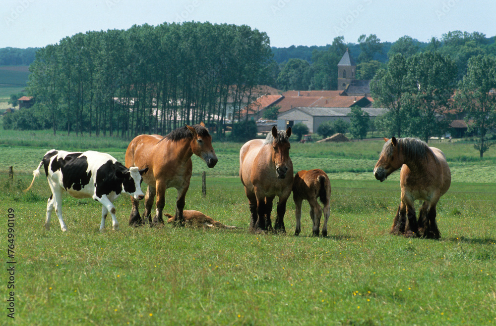 Cheval Ardennais, cheval de trait