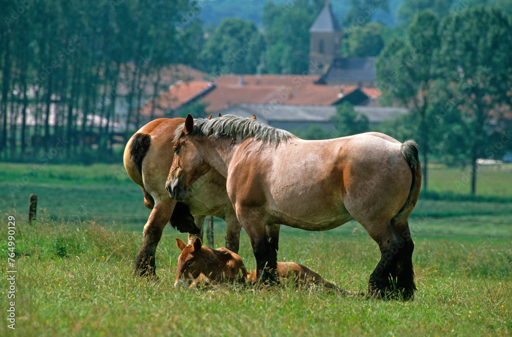 Fototapeta premium Cheval Ardennais, cheval de trait
