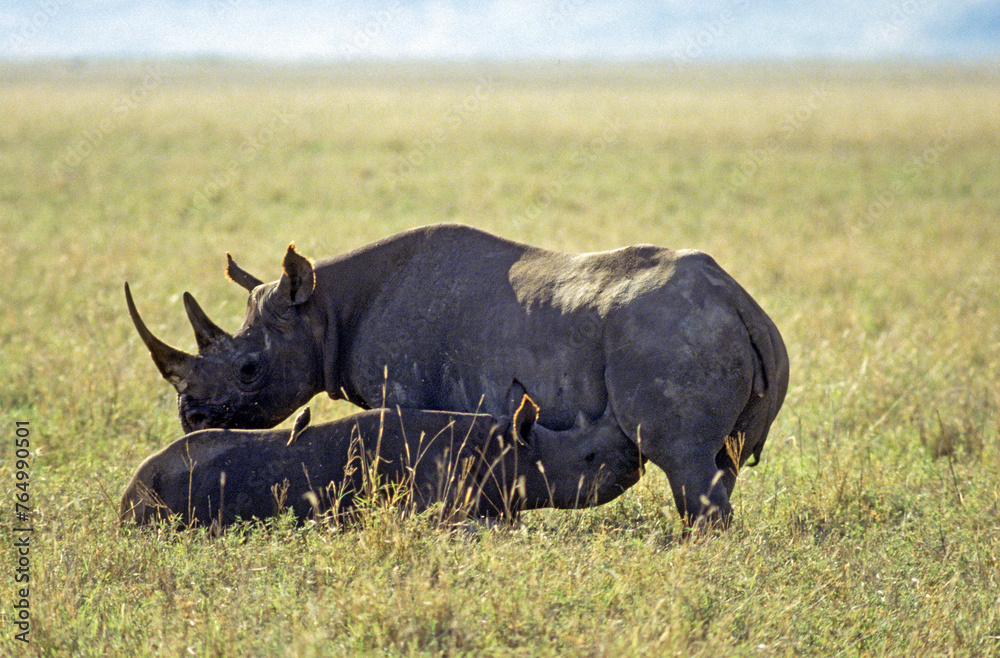 Rhinocéros noir, diceros bicornis, Femelle, jeune, Parc national du N.Gorongoro crater, Tanzanie Rhinocéros noir, diceros bicornis, Femelle, jeune, Parc national du N.Gorongoro crater, Tanzanie