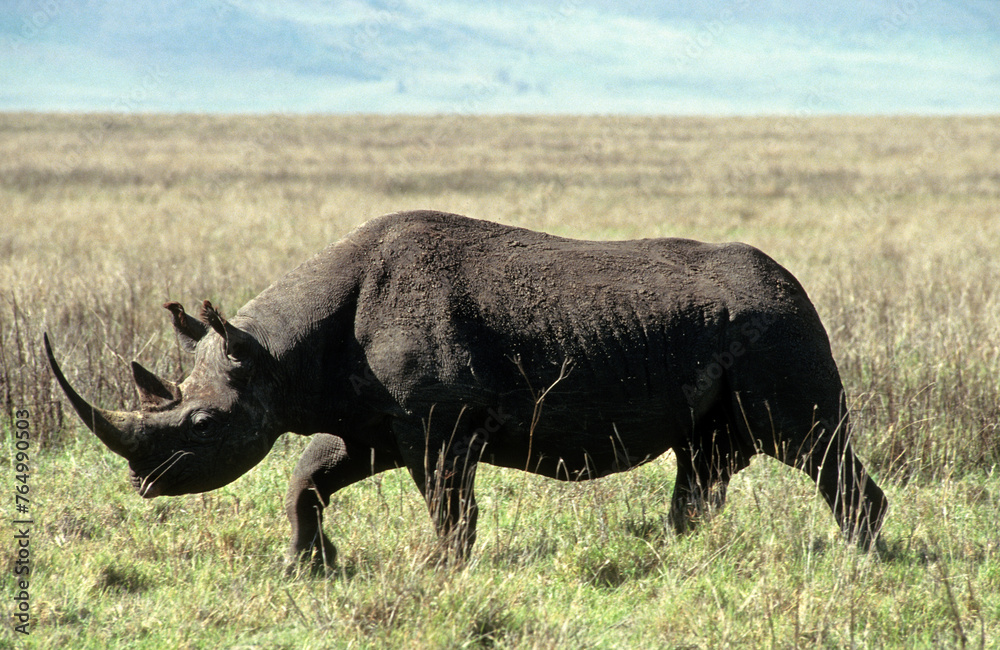 Rhinoceros noir , Diceros bicarnis , Parc national du crater N.Gorongoro , Tanzanie Rhinoceros noir , Diceros bicarnis , Parc national du crater N.Gorongoro , Tanzanie