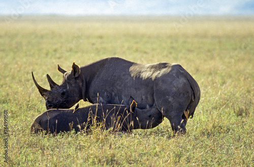 Rhinoc  ros noir  diceros bicornis  Femelle  jeune  Parc national du N.Gorongoro crater  Tanzanie