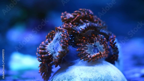 luminescent zoanthus colony grow on frag plug in blue LED low light, soft coral polyp move head, nano reef marine live rock aquarium, popular pet in professional mariculture aquafarm, shallow dof photo
