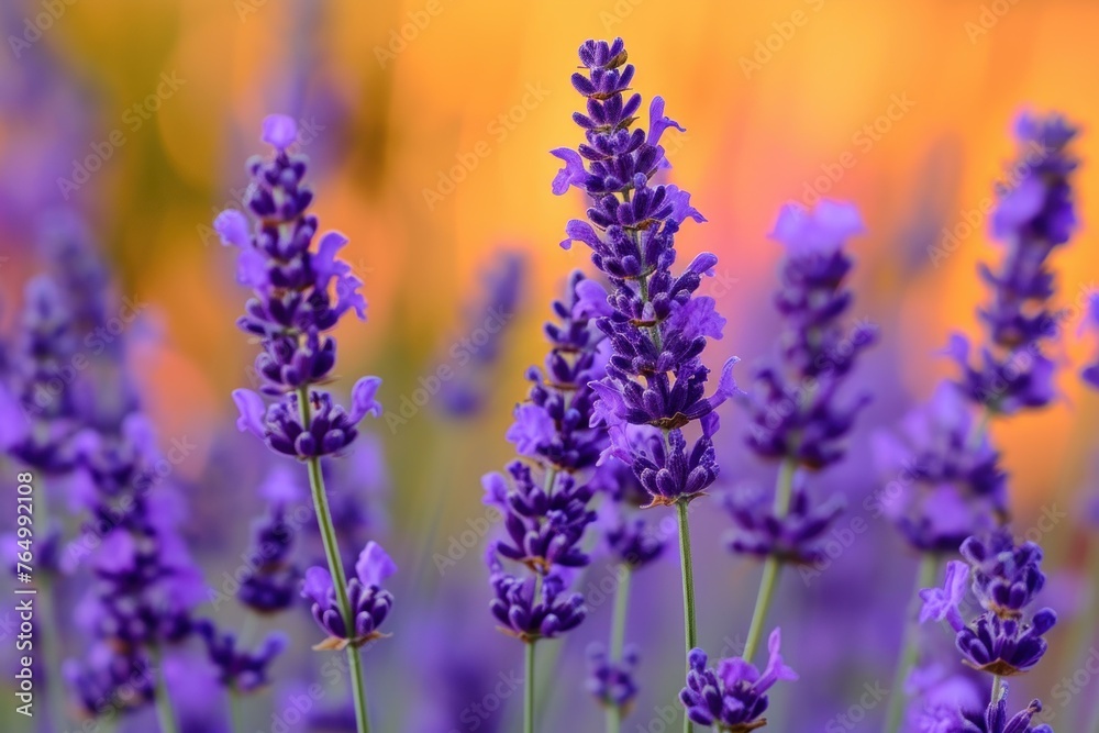 Serene Lavender field near house. Nature france sky. Generate Ai Serene Lavender field near house. Nature france sky. Generate Ai