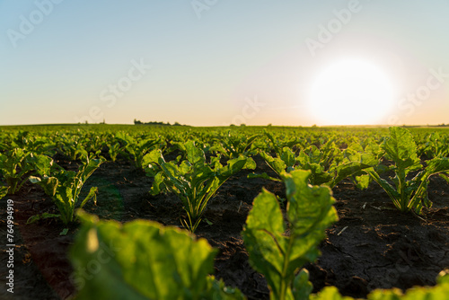 Close-up of small sugar beet plants growing in a field at sunset. Sugar beet sprouts grow in an agricultural field in early summer