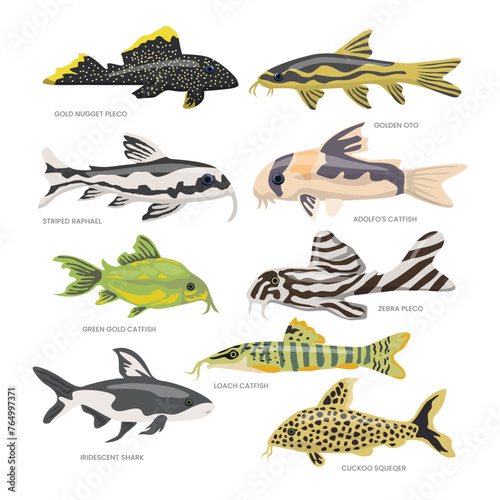 Set of catfish types collection with gold nugget pleco, golden oto, striped raphael, adolfo, zebra pleco, loach, green golden, Iridescent shark, cuckoo squeaker, Freshwater Fish side view illustration photo