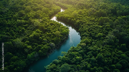 The environment: A serene forest with a winding river