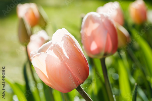 Pink tulips in sunlight with raindrops in spring garden