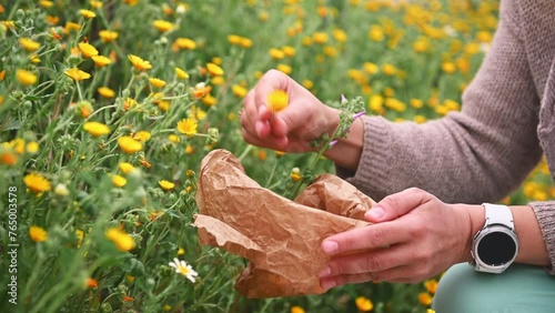 Close-up herbalist's hands collecting medicinal plants, herbs and healing flowers in the mountains outdoors. Herbal alternative medicine for holistic healing. Phyto therapy, botany and naturopathy photo