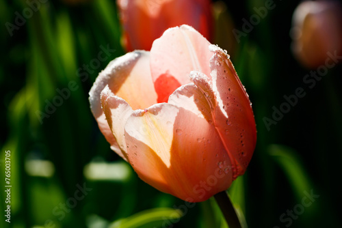 Pink tulips in sunlight with raindrops in spring garden