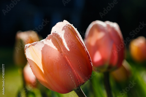 Pink tulips in sunlight with raindrops in spring garden