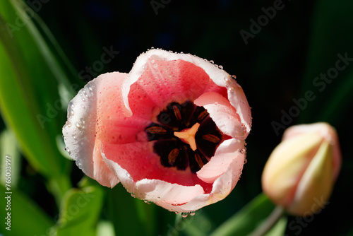 Pink tulips in sunlight with raindrops in spring garden