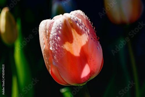 Pink tulips in sunlight with raindrops in spring garden