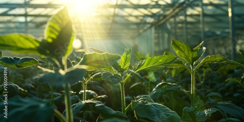 A greenhouse full of green plants with the sun shining through the glass