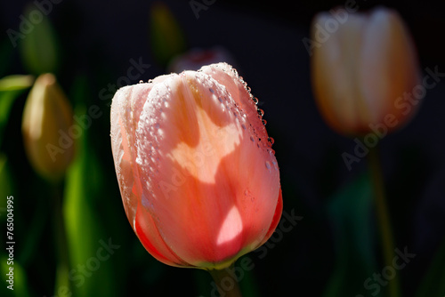 Pink tulips in sunlight with raindrops in spring garden