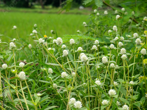 daisy flowers by the river. daisy flowers between rivers asia indonesia. daisy flowers by the rice field.