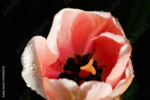 Pink tulips in sunlight with raindrops in spring garden