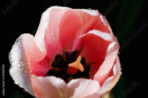 Pink tulips in sunlight with raindrops in spring garden