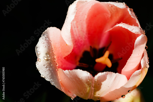 Pink tulips in sunlight with raindrops in spring garden