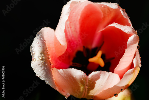 Pink tulips in sunlight with raindrops in spring garden