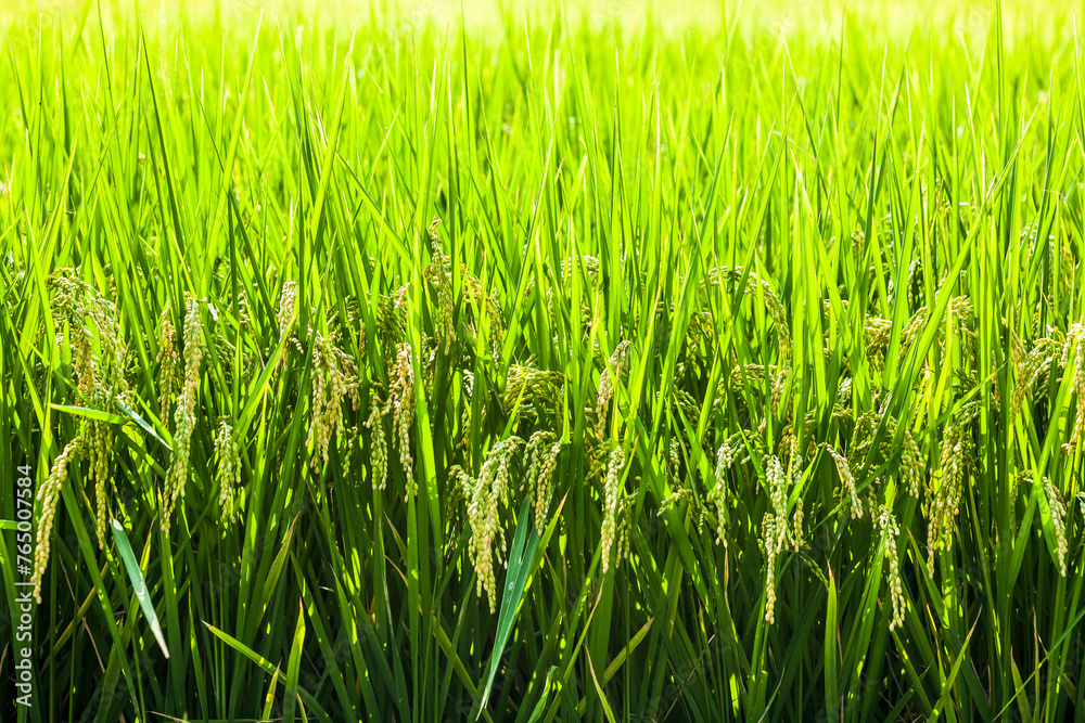 Obraz premium Rice crops are soon to be harvested in the paddy fields of Taiwan.