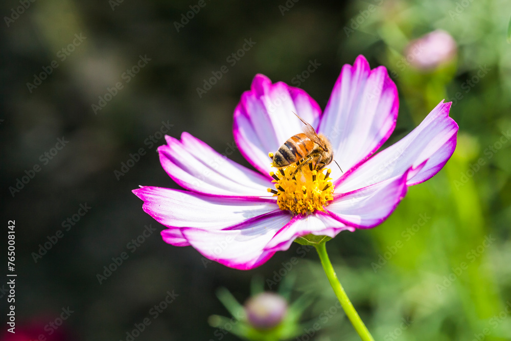 Focus on the bee collecting nectar in the cosmos flowers. Focus on the bee collecting nectar in the cosmos flowers.