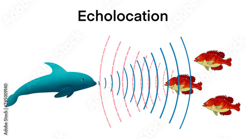 illustration of biology, echolocation in dolphin, Dolphins hunt their prey by making high pitched sounds and listening for echoes,Bio sonar sound detect object locate measure prey wave reflect  photo
