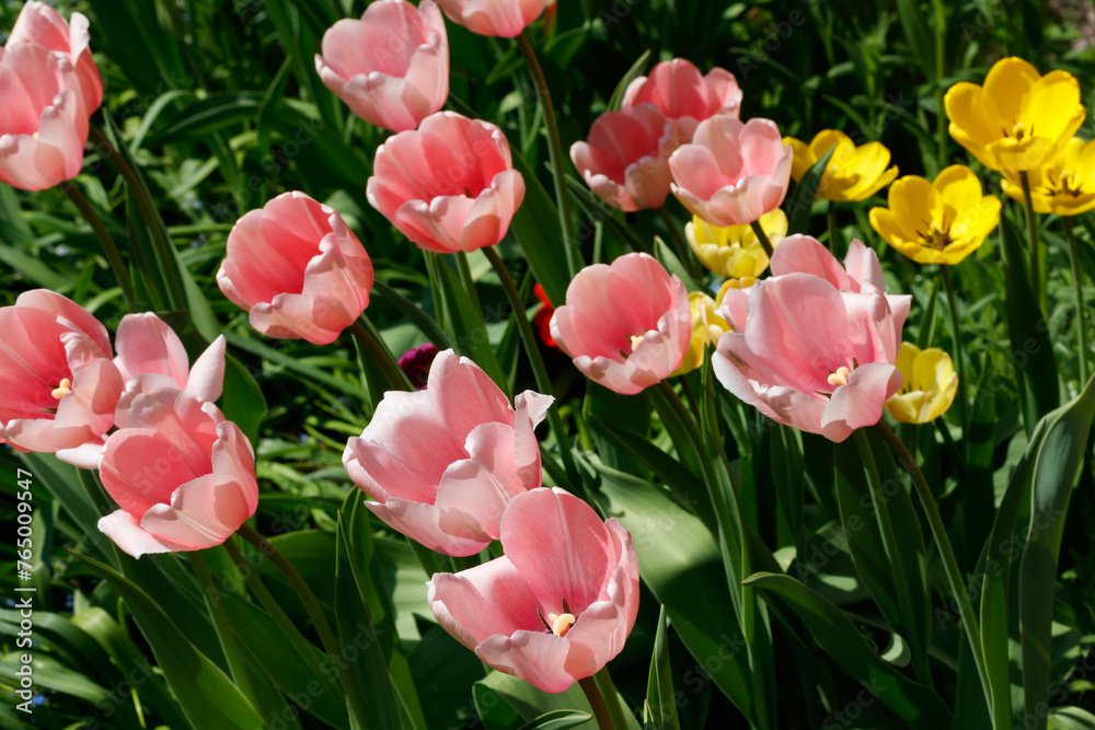 Pink and yellow tulips in sunlight in the spring garden.