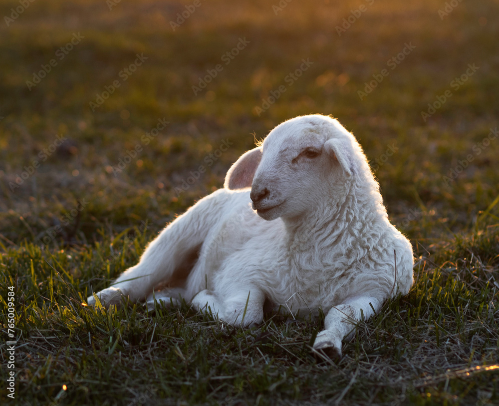 Obraz premium Golden sunlight backlighting a white lamb