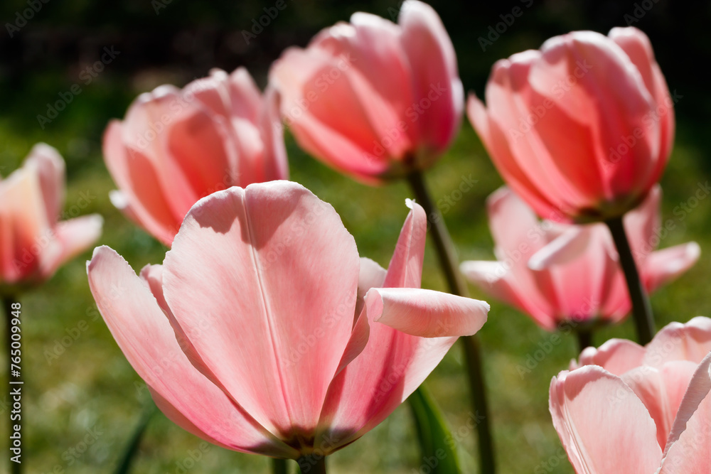 Pink tulips in sunlight in the spring garden. Pink tulips in sunlight in the spring garden.
