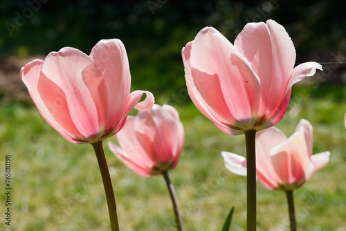 Pink tulips in sunlight in the spring garden.