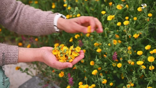 Female herbalist botanist hands hold picked calendula flowers while collecting healing medicinal herbs plants outdoors. Aromatherapy. Naturopathy. Alternative herbal medicine as alternative medicine