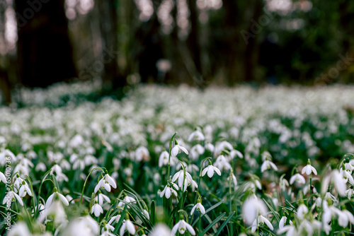 Field of snowdrops in a forest, spring wallpaper, awakening in nature