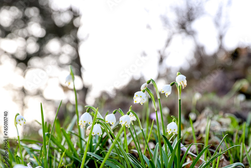 Leucojum amaryllis family early spring flowers in sunset light, snowflakes in a forest wallpaper