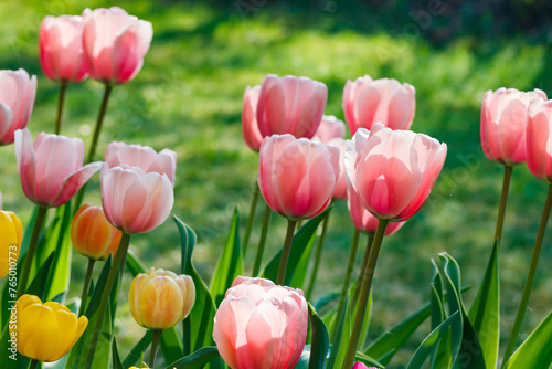 Pink and yellow tulips in sunlight in the spring garden. © Elena Noeva