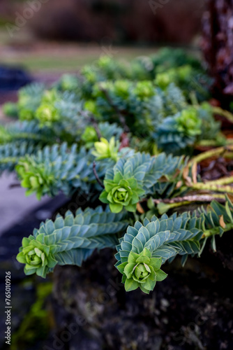 Euphorbia Myrsinites Rolling Wolf in a garden, succulent background
