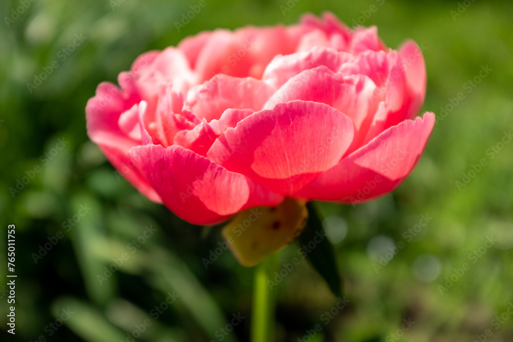 Pink peony bud on blurred green background at the sunny day. Vivid peony for publication, design, poster, calendar, post, screensaver, wallpaper, postcard, cover, website. High quality photo Pink peony bud on blurred green background at the sunny day. Vivid peony for publication, design, poster, calendar, post, screensaver, wallpaper, postcard, cover, website. High quality photo
