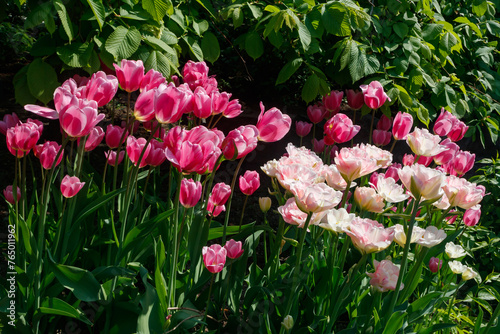 Pink tulips in sunlight in the spring garden. © Elena Noeva